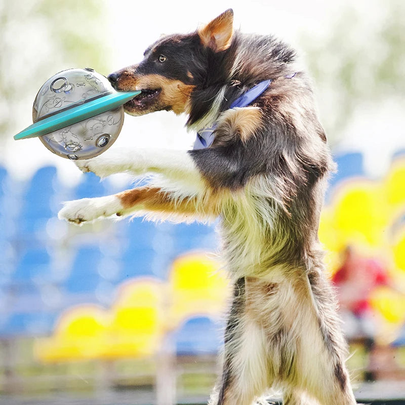 SlowSpin Feeder Disc — The Fun Way to Slow Your Dog's Meals