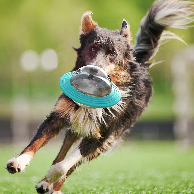 SlowSpin Feeder Disc — The Fun Way to Slow Your Dog's Meals
