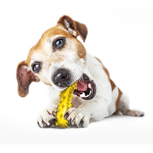 DentaBell Squeaky Chew Toy — Fun for Every Chewer